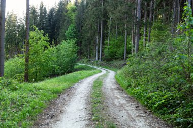 Parlak yeşil orman doğal geçit güneşli gün ışığında. Gün ışığı orman ağaçları. Canlı yeşil orman sayesinde güneş. Güneş ışığı ile huzurlu Orman ağaçları. Hafif ormanında. Yaz orman. Yeşil orman doğa