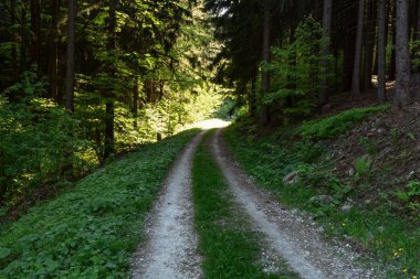 Parlak yeşil orman doğal geçit güneşli gün ışığında. Gün ışığı orman ağaçları. Canlı yeşil orman sayesinde güneş. Güneş ışığı ile huzurlu Orman ağaçları. Hafif ormanında. Yaz orman. Yeşil orman doğa