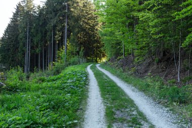 Parlak yeşil orman doğal geçit güneşli gün ışığında. Gün ışığı orman ağaçları. Canlı yeşil orman sayesinde güneş. Güneş ışığı ile huzurlu Orman ağaçları. Hafif ormanında. Yaz orman. Yeşil orman doğa