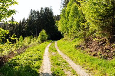 Parlak yeşil orman doğal geçit güneşli gün ışığında. Gün ışığı orman ağaçları. Canlı yeşil orman sayesinde güneş. Güneş ışığı ile huzurlu Orman ağaçları. Hafif ormanında. Yaz orman. Yeşil orman doğa