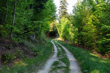 Orman manzara - orman ağaçları ile ön plan ve günbatımı ışığı orman ağaçların arasından parlayan çim. Renkli orman doğa gün batımında. Günbatımı güneş orman ağaçların arasından zorla sahip