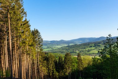 Orman manzara - orman ağaçları ile ön plan ve günbatımı ışığı orman ağaçların arasından parlayan çim. Renkli orman doğa gün batımında. Günbatımı güneş orman ağaçların arasından zorla sahip
