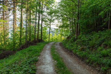 Doğa orman içinde Bisiklete binme yağmurlu bir günde. Orman Doğa yolda. Yeşil orman yolu. Doğa. Yol. Doğal çevre. Orman Doğa. Yol doğada. Doğa çevre, dalları ve ağaçlar. Doğada seyahat.
