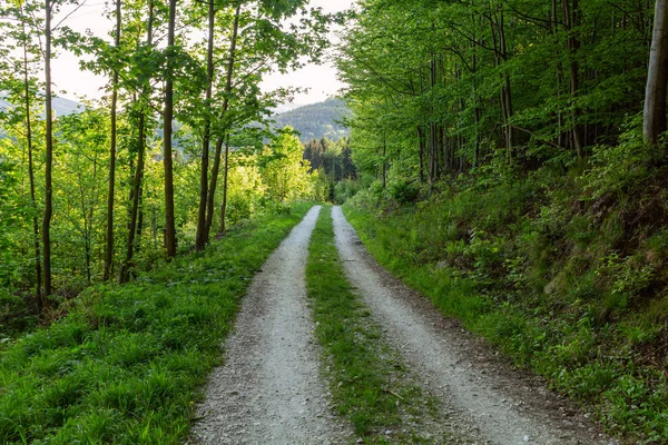 Radfahren Naturwald Einem Regnerischen Tag Straße Der Waldnatur Grüne Waldstraße — Stockfoto