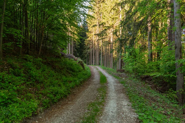 Doğa orman içinde Bisiklete binme yağmurlu bir günde. Orman Doğa yolda. Yeşil orman yolu. Doğa. Yol. Doğal çevre. Orman Doğa. Yol doğada. Doğa çevre, dalları ve ağaçlar. Doğada seyahat.