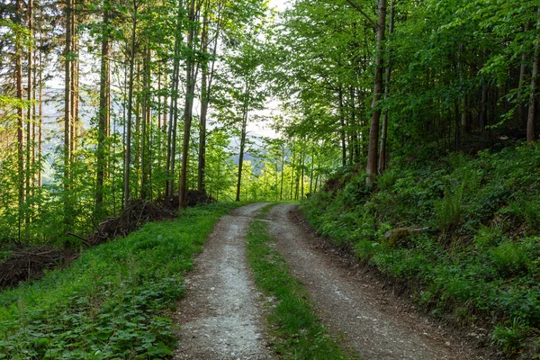 Doğa orman içinde Bisiklete binme yağmurlu bir günde. Orman Doğa yolda. Yeşil orman yolu. Doğa. Yol. Doğal çevre. Orman Doğa. Yol doğada. Doğa çevre, dalları ve ağaçlar. Doğada seyahat.