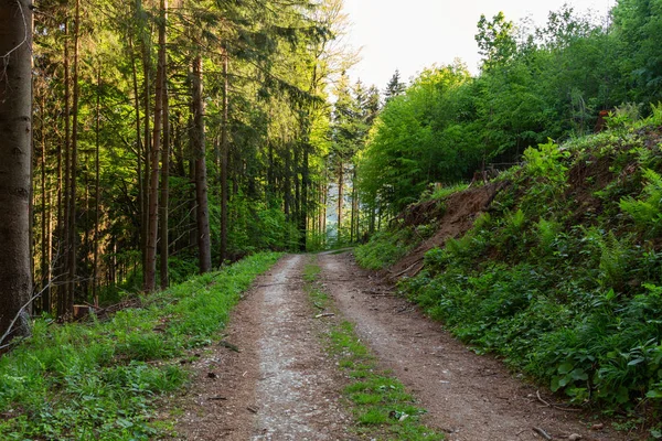 Doğa orman içinde Bisiklete binme yağmurlu bir günde. Orman Doğa yolda. Yeşil orman yolu. Doğa. Yol. Doğal çevre. Orman Doğa. Yol doğada. Doğa çevre, dalları ve ağaçlar. Doğada seyahat.
