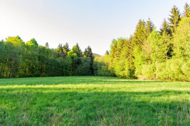 Yaz doğa. güneş ışığı yeşil orman ağaçlarında