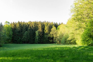 Parlak yeşil orman doğal geçit güneşli gün ışığında. Gün ışığı orman ağaçları. Canlı yeşil orman sayesinde güneş. Güneş ışığı ile huzurlu Orman ağaçları. Hafif ormanında. Yaz orman. Yeşil orman doğa