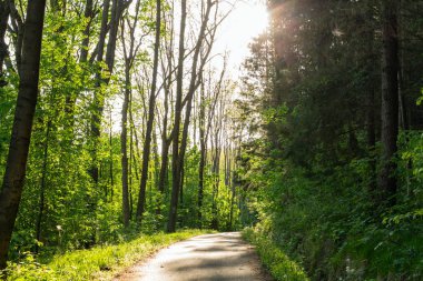 Doğa orman içinde Bisiklete binme yağmurlu bir günde. Orman Doğa yolda. Yeşil orman yolu. Doğa. Yol. Doğal çevre. Orman Doğa. Yol doğada. Doğa çevre, dalları ve ağaçlar. Doğada seyahat.