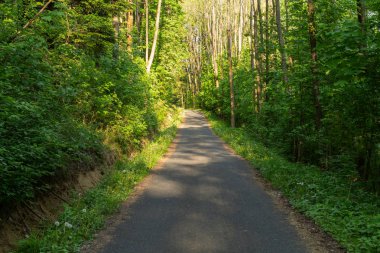 Doğa orman içinde Bisiklete binme yağmurlu bir günde. Orman Doğa yolda. Yeşil orman yolu. Doğa. Yol. Doğal çevre. Orman Doğa. Yol doğada. Doğa çevre, dalları ve ağaçlar. Doğada seyahat.
