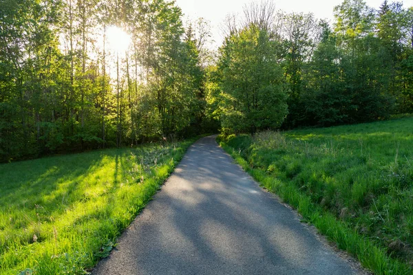 Parlak yeşil orman doğal geçit güneşli gün ışığında. Gün ışığı orman ağaçları. Canlı yeşil orman sayesinde güneş. Güneş ışığı ile huzurlu Orman ağaçları. Hafif ormanında. Yaz orman. Yeşil orman doğa