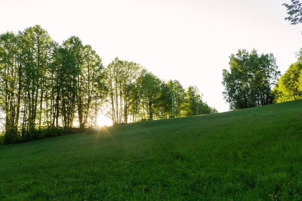 Ağaçların arasından parlayan güneş son ile orman.