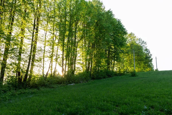 Ağaçların Arasından Parlayan Güneş Son Ile Orman — Stok fotoğraf