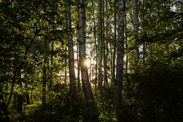 Ağaçların arasından parlayan güneş son ile orman.