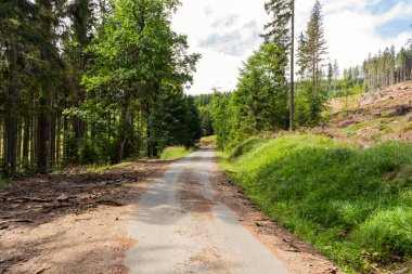 Doğa orman içinde Bisiklete binme yağmurlu bir günde. Orman Doğa yolda. Yeşil orman yolu. Doğa. Yol. Doğal çevre. Orman Doğa. Yol doğada. Doğa çevre, dalları ve ağaçlar. Doğada seyahat.