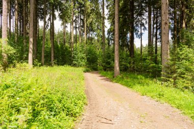 Doğa orman içinde Bisiklete binme yağmurlu bir günde. Orman Doğa yolda. Yeşil orman yolu. Doğa. Yol. Doğal çevre. Orman Doğa. Yol doğada. Doğa çevre, dalları ve ağaçlar. Doğada seyahat.