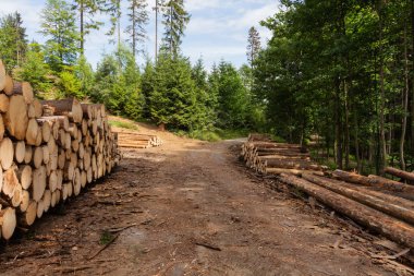 Büyük odun yığını kış sezonu için hazır gün batımında günlüğe kaydeder. Ahşap doku ile doğranmış ahşap rustik arka plan yuvarlak kütük günlüğe kaydeder. Ağaç gövdeleri ormandaki Isıtma kış kez kesmek