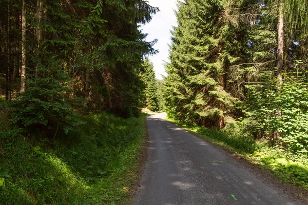 Їзда Велосипеді Лісі Природи Чорний День Дорога Лісі Природи Зелений — стокове фото