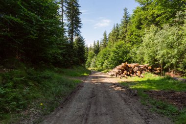 Doğa orman içinde Bisiklete binme yağmurlu bir günde. Orman Doğa yolda. Yeşil orman yolu. Doğa. Yol. Doğal çevre. Orman Doğa. Yol doğada. Doğa çevre, dalları ve ağaçlar. Doğada seyahat.