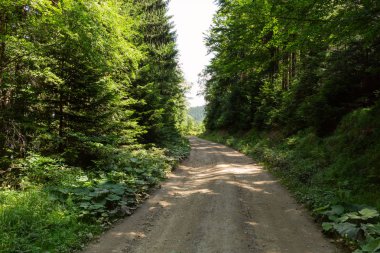 Doğa orman içinde Bisiklete binme yağmurlu bir günde. Orman Doğa yolda. Yeşil orman yolu. Doğa. Yol. Doğal çevre. Orman Doğa. Yol doğada. Doğa çevre, dalları ve ağaçlar. Doğada seyahat.