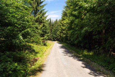 Yumuşak bahar güneşinin aydınlattığı dar yol. Orman bahar doğası. Bahar ormanı orman ağaçları ile doğal manzara