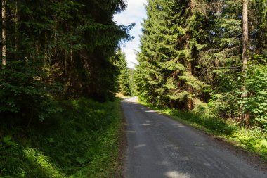 Yumuşak bahar güneşinin aydınlattığı dar yol. Orman bahar doğası. Bahar ormanı orman ağaçları ile doğal manzara