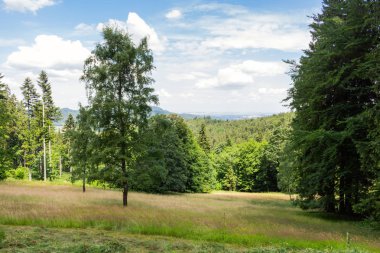 Ağaçların arasından parlayan güneş son ile orman.