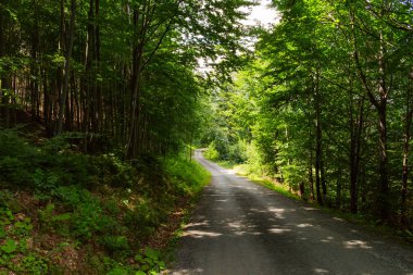 Gün ışığı orman ağaçları. Yeşil orman doğa sayesinde güneş. Hafif ormanında. Yaz orman. Huzur yeşil orman doğa