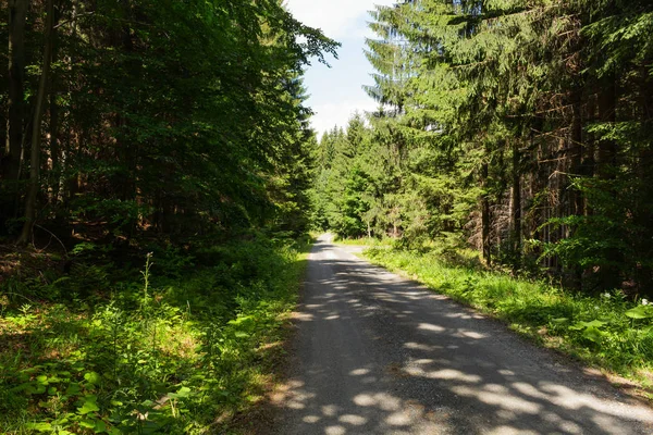 Schmaler Pfad Beleuchtet Von Sanftem Frühlingssonnenlicht Waldquelle Natur Frühling Wald — Stockfoto