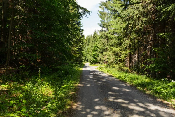 Narrow path lit by soft spring sunlight. Forest spring nature. Spring forest natural landscape with forest trees