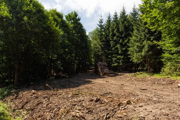 Foresta Con Ultimo Sole Che Splende Tra Gli Alberi — Foto Stock