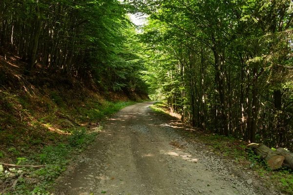 Sunshine Bos Bomen Zon Door Natuur Van Het Groene Woud — Stockfoto