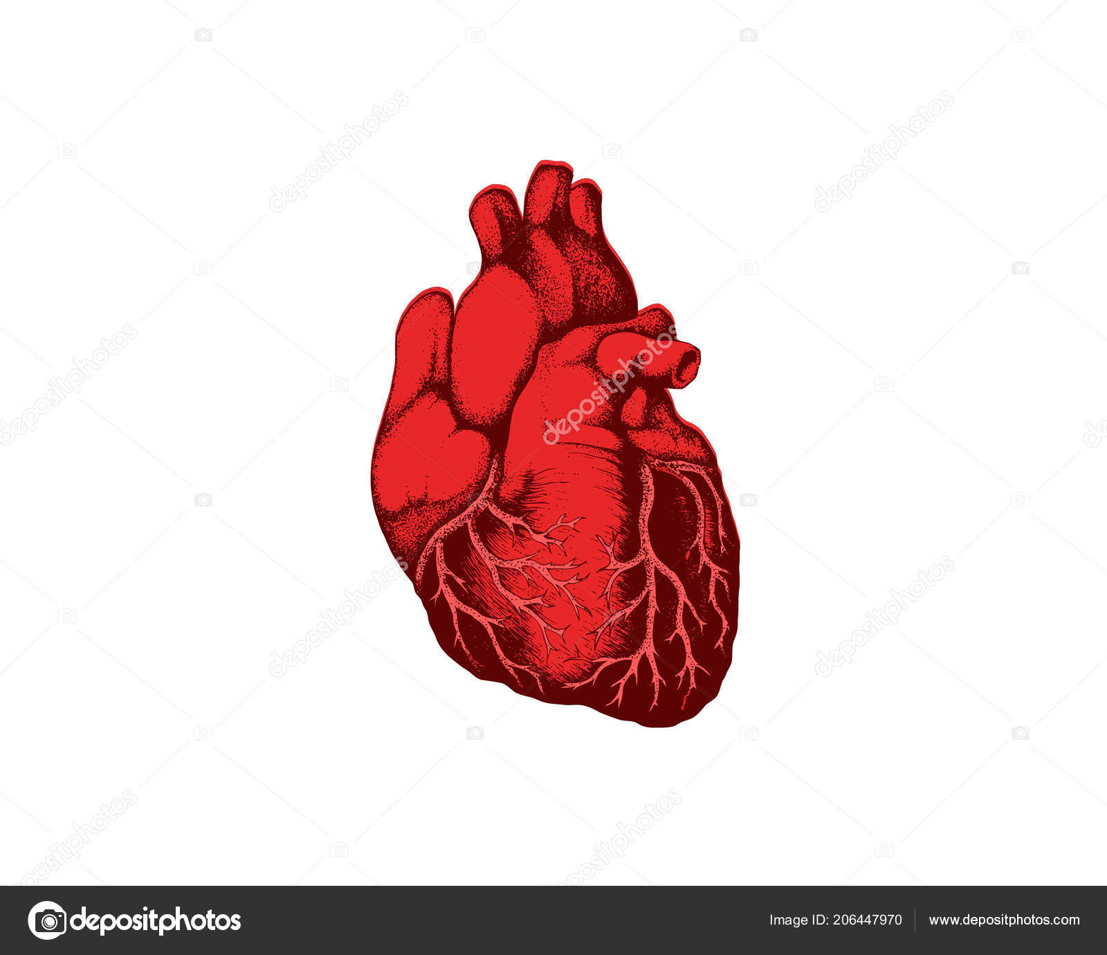 Internal View Of The Heart Realistic Detailed Human