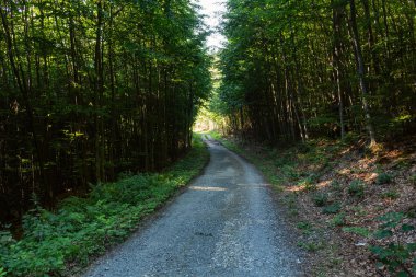 Doğa orman içinde Bisiklete binme yağmurlu bir günde. Orman Doğa yolda. Yeşil orman yolu. Doğa. Yol. Doğal çevre. Orman Doğa. Yol doğada. Doğa çevre, dalları ve ağaçlar. Doğada seyahat.