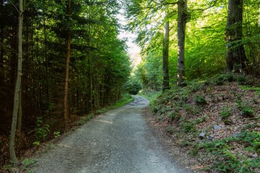 Doğa orman içinde Bisiklete binme yağmurlu bir günde. Orman Doğa yolda. Yeşil orman yolu. Doğa. Yol. Doğal çevre. Orman Doğa. Yol doğada. Doğa çevre, dalları ve ağaçlar. Doğada seyahat.