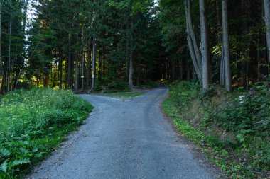 Doğa orman içinde Bisiklete binme yağmurlu bir günde. Orman Doğa yolda. Yeşil orman yolu. Doğa. Yol. Doğal çevre. Orman Doğa. Yol doğada. Doğa çevre, dalları ve ağaçlar. Doğada seyahat.