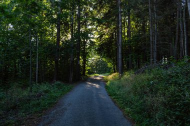 Doğa orman içinde Bisiklete binme yağmurlu bir günde. Orman Doğa yolda. Yeşil orman yolu. Doğa. Yol. Doğal çevre. Orman Doğa. Yol doğada. Doğa çevre, dalları ve ağaçlar. Doğada seyahat.