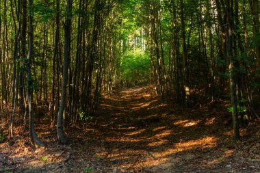 Parlak yeşil orman doğal geçit güneşli gün ışığında. Gün ışığı orman ağaçları. Canlı yeşil orman sayesinde güneş. Güneş ışığı ile huzurlu Orman ağaçları. Hafif ormanında. Yaz orman. Yeşil orman doğa