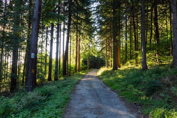 Radfahren Naturwald Einem Regnerischen Tag Straße Der Waldnatur Grüne Waldstraße — Stockfoto