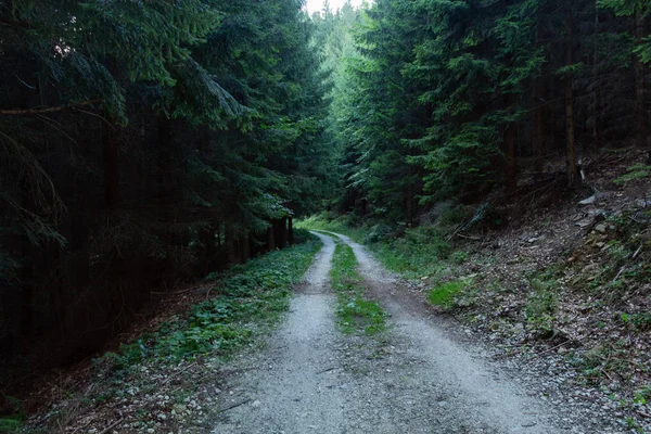 Doğa orman içinde Bisiklete binme yağmurlu bir günde. Orman Doğa yolda. Yeşil orman yolu. Doğa. Yol. Doğal çevre. Orman Doğa. Yol doğada. Doğa çevre, dalları ve ağaçlar. Doğada seyahat.