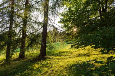 Parkta sonbahar ağaçları ile sonbahar manzara. Sonbahar doğa-sonbahar güneşli havalarda sararmış sonbahar park. Sonbahar ısmarlayarak sonbahar Park. Uygulanan yumuşak odak. Sonbahar doğa güneş ışığı altında
