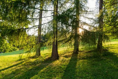 Parkta sonbahar ağaçları ile sonbahar manzara. Sonbahar doğa-sonbahar güneşli havalarda sararmış sonbahar park. Sonbahar ısmarlayarak sonbahar Park. Uygulanan yumuşak odak. Sonbahar doğa güneş ışığı altında