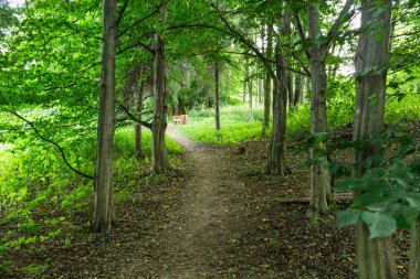 Doğa orman içinde Bisiklete binme yağmurlu bir günde. Orman Doğa yolda. Yeşil orman yolu. Doğa. Yol. Doğal çevre. Orman Doğa. Yol doğada. Doğa çevre, dalları ve ağaçlar. Doğada seyahat.
