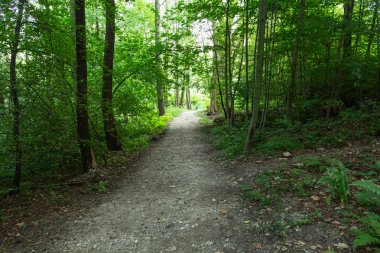 Doğa orman içinde Bisiklete binme yağmurlu bir günde. Orman Doğa yolda. Yeşil orman yolu. Doğa. Yol. Doğal çevre. Orman Doğa. Yol doğada. Doğa çevre, dalları ve ağaçlar. Doğada seyahat.