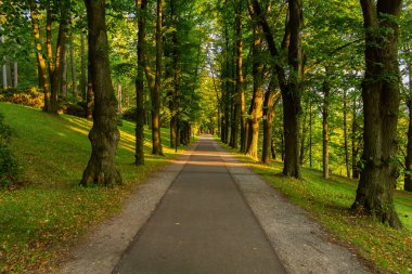 Parlak yeşil orman doğal geçit güneşli gün ışığında. Gün ışığı orman ağaçları. Canlı yeşil orman sayesinde güneş. Güneş ışığı ile huzurlu Orman ağaçları. Hafif ormanında. Yaz orman. Yeşil orman doğa