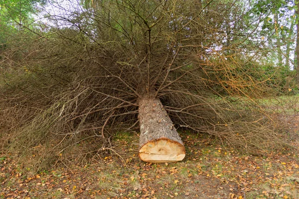 Wortel Van Boom Het Bos Grote Oude Boomstam — Stockfoto