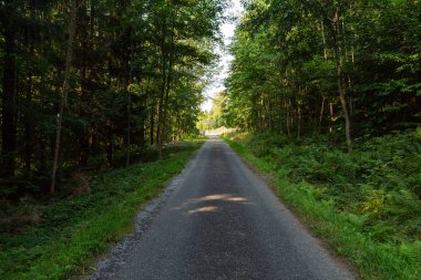 Parlak yeşil orman doğal geçit güneşli gün ışığında. Gün ışığı orman ağaçları. Canlı yeşil orman sayesinde güneş. Güneş ışığı ile huzurlu Orman ağaçları. Hafif ormanında. Yaz orman. Yeşil orman doğa