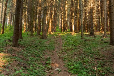 Parlak yeşil orman doğal geçit güneşli gün ışığında. Gün ışığı orman ağaçları. Canlı yeşil orman sayesinde güneş. Güneş ışığı ile huzurlu Orman ağaçları. Hafif ormanında. Yaz orman. Yeşil orman doğa