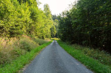 Doğa orman içinde Bisiklete binme yağmurlu bir günde. Orman Doğa yolda. Yeşil orman yolu. Doğa. Yol. Doğal çevre. Orman Doğa. Yol doğada. Doğa çevre, dalları ve ağaçlar. Doğada seyahat.